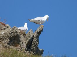 Gulls on cliffs