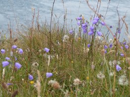 Harebells and grasses at the Mull of Galloway